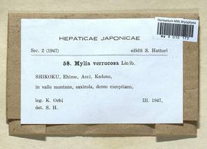 Mylia verrucosa Lindb., Гербарий мохообразных, Мхи - Азия (вне границ бывшего СССР) (BAs) (Япония)