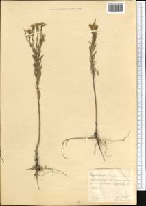 Желтушник душистый Ehrh., Средняя Азия и Казахстан, Северный и Центральный Казахстан (M10) (Казахстан)