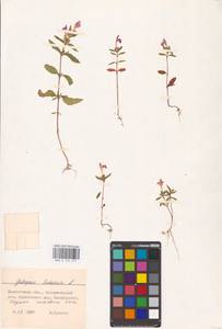 MHA 0 154 277, Пикульник ладанниковый L., Восточная Европа, Северо-Западный район (E2) (Россия)