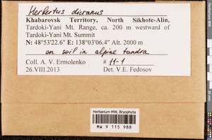Herbertus dicranus (Taylor) Trevis., Гербарий мохообразных, Мхи - Дальний Восток (без Чукотки и Камчатки) (B20) (Россия)