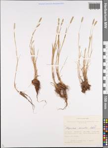 Лисохвост равный Sobol., Сибирь, Западный (Казахстанский) Алтай (S2a) (Казахстан)