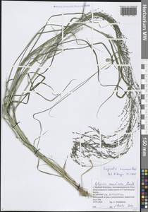 Полевичка амурская Prob., Восточная Европа, Волжско-Камский район (E7) (Россия)