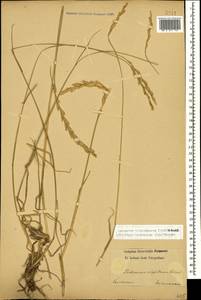 Thinopyrum intermedium subsp. intermedium, Кавказ (без точных местонахождений) (K0)