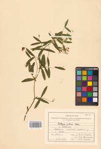 Lathyrus palustris subsp. palustris, Сибирь, Дальний Восток (S6) (Россия)