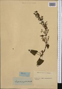 Scrophularia glabrata Aiton, Западная Европа (EUR) (Неизвестно)