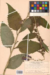 Колокольчик широколистный L., Восточная Европа, Московская область и Москва (E4a) (Россия)