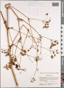 Тмин обыкновенный L., Сибирь, Чукотка и Камчатка (S7) (Россия)