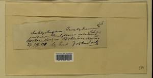 Amblystegium serpens (Hedw.) Schimp., Гербарий мохообразных, Мхи - Москва и Московская область (B6a) (Россия)