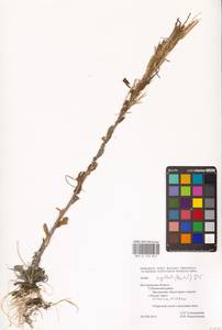 Резуха шершавая, Резуха волосистая (L.) Scop., Восточная Европа, Центральный лесостепной район (E6) (Россия)