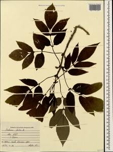 Бузина травянистая, Бузина травяная L., Кавказ, Абхазия (K4a) (Абхазия)