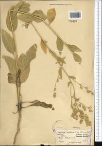 Клоповник широколистный L., Средняя Азия и Казахстан, Памир и Памиро-Алай (M2) (Узбекистан)