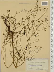 Delphinium consolida subsp. paniculatum (Host) N. Busch, Кавказ, Краснодарский край и Адыгея (K1a) (Россия)