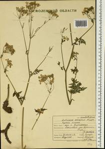 Купырь лесной (L.) Hoffm., Восточная Европа, Западный район (E3) (Россия)