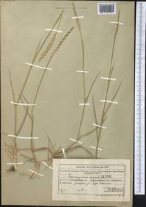 Пырейник ползучий (L.) Gould, Средняя Азия и Казахстан, Муюнкумы, Прибалхашье и Бетпак-Дала (M9) (Казахстан)