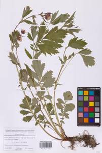 Гравилат речной L., Восточная Европа, Московская область и Москва (E4a) (Россия)