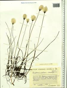 Eriophorum × medium Andersson, Сибирь, Западная Сибирь (S1) (Россия)