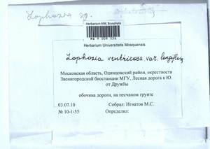 Lophozia longiflora (Nees) Schiffn., Гербарий мохообразных, Мхи - Москва и Московская область (B6a) (Россия)
