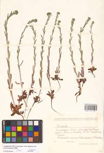 Липучка, Восточная Европа, Нижневолжский район (E9) (Россия)