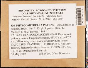 Physcomitrium patens (Hedw.) Mitt., Гербарий мохообразных, Мхи - Северный Кавказ и Предкавказье (B12) (Россия)