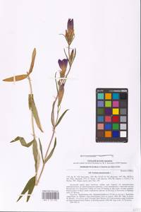 Горечавка легочная L., Восточная Европа, Северо-Украинский район (E11) (Украина)