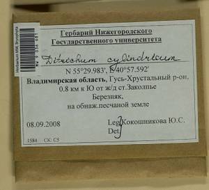 Trichodon cylindricus (Hedw.) Schimp., Гербарий мохообразных, Мхи - Центральное Нечерноземье (B6) (Россия)