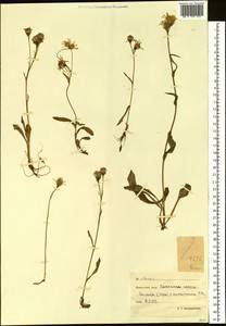 Пепельник почтихолодный (Kom.) Holub, Сибирь, Чукотка и Камчатка (S7) (Россия)