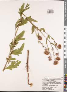 Бодяк полевой, Розовый осот (L.) Scop., Восточная Европа, Центральный район (E4) (Россия)