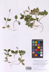 Ортилия однобокая (L.) House, Восточная Европа, Московская область и Москва (E4a) (Россия)