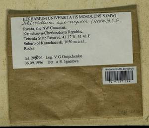 Schistidium apocarpum (Hedw.) Bruch & Schimp., Гербарий мохообразных, Мхи - Северный Кавказ и Предкавказье (B12) (Россия)