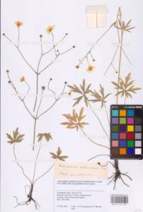 Лютик близкий C.A.Mey., Сибирь, Западная Сибирь (S1) (Россия)