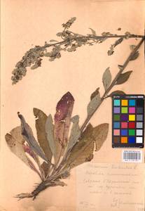 MHA 0 158 861, Коровяк мучнистый L., Восточная Европа, Центральный лесостепной район (E6) (Россия)