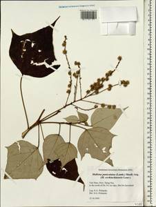 Маллотус метельчатый (Lam.) Müll.Arg., Зарубежная Азия (ASIA) (Вьетнам)