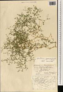 Mesostemma gypsophiloides (Fenzl) M. T. Sharples & E. A. Tripp, Монголия (MONG) (Монголия)