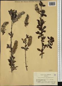 Salix pedicellata Desf., Западная Европа (EUR) (Италия)