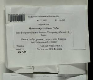 Hypnum cupressiforme Hedw., Гербарий мохообразных, Мхи - Красноярский край, Тыва и Хакасия (B17) (Россия)