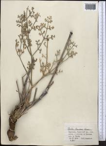 Ферула овечья (Boiss.) Boiss., Средняя Азия и Казахстан, Западный Тянь-Шань и Каратау (M3) (Киргизия)