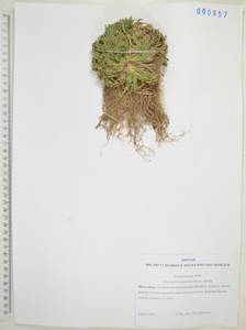 Плаунок тамарисковый (P.Beauv.) Spring, Сибирь, Дальний Восток (S6) (Россия)