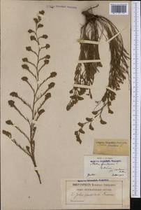 Myriolimon ferulaceum (L.) Lledó, Erben & M. B. Crespo, Западная Европа (EUR) (Франция)