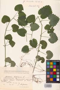 MHA 0 155 810, Будра плющевидная L., Восточная Европа, Западный район (E3) (Россия)