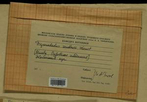 Drepanocladus sendtneri (Schimp. ex H. Müll.) Warnst., Гербарий мохообразных, Мхи - Москва и Московская область (B6a) (Россия)