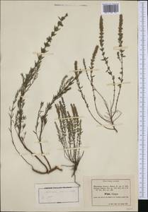 Micromeria juliana (L.) Benth. ex Rchb., Западная Европа (EUR) (Италия)