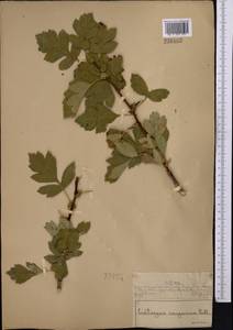 Боярышник кроваво-красный Pall., Средняя Азия и Казахстан, Муюнкумы, Прибалхашье и Бетпак-Дала (M9) (Казахстан)