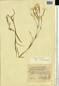 Гвоздика пышная L., Восточная Европа, Белоруссия (E3a) (Белоруссия)