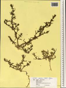 Salsola squarrosa subsp. squarrosa, Зарубежная Азия (ASIA) (Израиль)