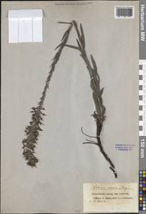 Синяк пятнистый (L.) Böhle & Hilger, Восточная Европа, Центральный лесостепной район (E6) (Россия)