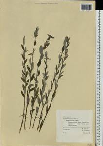 Ива пурпурная, Ива пурпуровая L., Восточная Европа, Северо-Западный район (E2) (Россия)