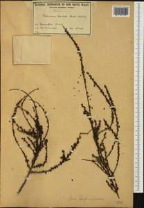 Dodonaea hirsuta (Maiden & Betche) Maiden & Betche, Австралия и Океания (AUSTR) (Австралия)