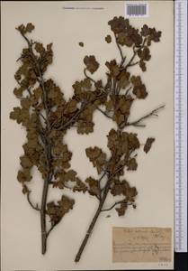 Смородина разнощетинковая C.A. Mey., Средняя Азия и Казахстан, Северный и Центральный Тянь-Шань (M4) (Казахстан)