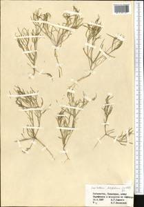 Лепталеум нителистный (Willd.) DC., Средняя Азия и Казахстан, Памир и Памиро-Алай (M2) (Узбекистан)