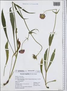 Knautia longifolia (Waldst. & Kit.) W. D. J. Koch, Западная Европа (EUR) (Италия)